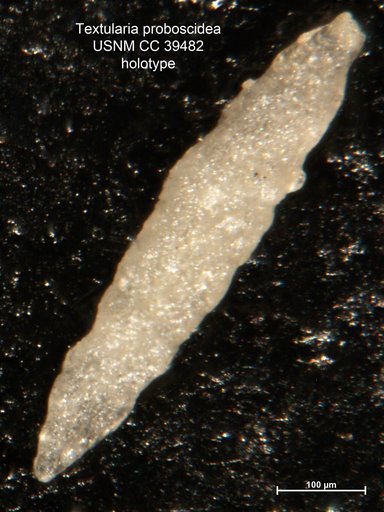 Textularia ? proboscidea Cushman & Stainforth, 1943