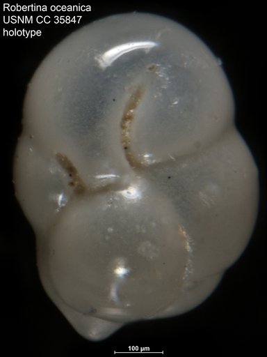 Robertina oceanica Cushman & Parker, 1947