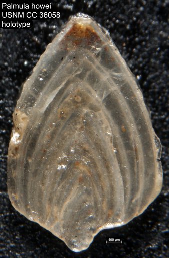 Palmula howei Loeblich & Tappan, 1941