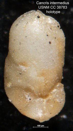 Cancris intermedius Cushman & Todd, 1942