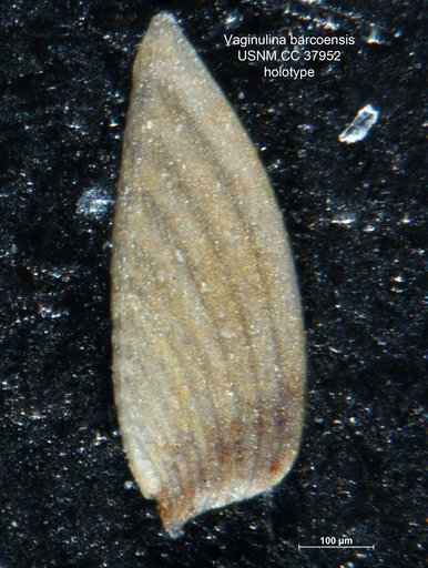 Vaginulina barcoensis Cushman & Hedberg, 1941