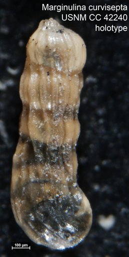 Marginulina curvisepta Cushman & Goudkoff, 1944
