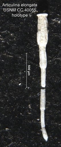 Articulina elongata Cushman, 1944