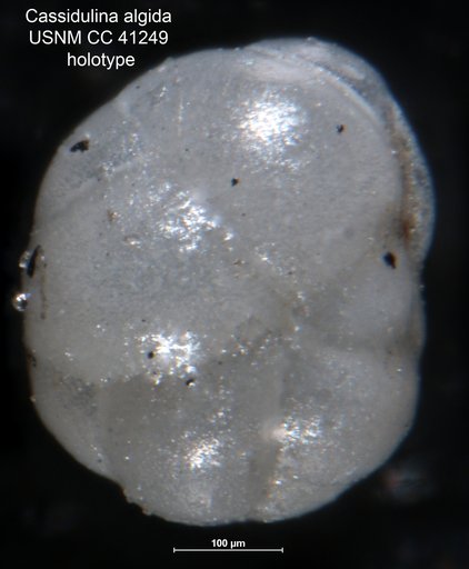 Cassidulina algida Cushman, 1944