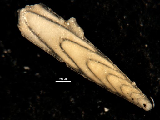 Plectofrondicularia morreyae var. exigua Cushman & Stainforth, 1945