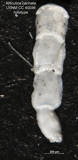 Articulina carinata Cushman, 1944