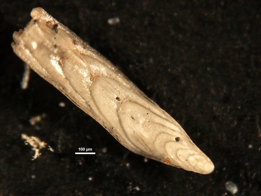 Plectofrondicularia nuttalli Cushman & Stainforth, 1945
