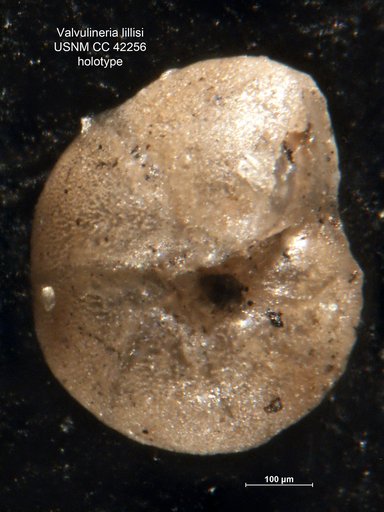 Valvulineria lillisi Cushman & Goudkoff, 1944