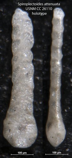 Spiroplectoides attenuata Cushman, 1939
