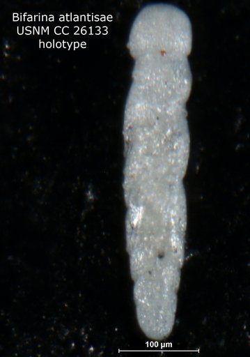 Bifarina atlantisae Cushman, 1939