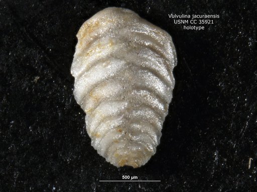 Vulvulina jacuraensis Cushman & Renz, 1941