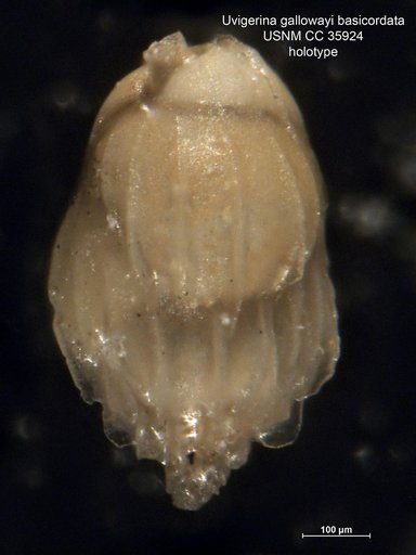 Uvigerina gallowayi var. basicordata Cushman & Renz, 1941