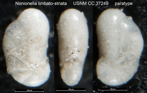 Nonionella limbato-striata Cushman, 1931