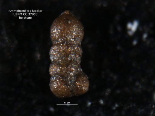 Ammobaculites lueckei Cushman & Hedberg, 1941