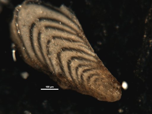 Plectofrondicularia packardi var. multilineata Cushman & Simonson, 1944