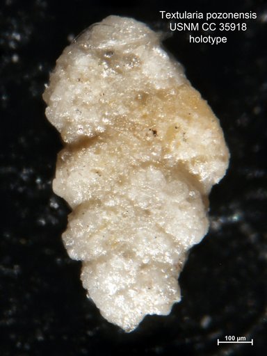Textularia pozonensis Cushman & Renz, 1941