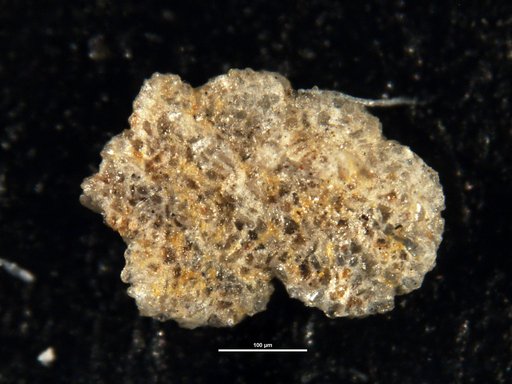 Ammobaculites subplanatus Cushman & Deaderick, 1942