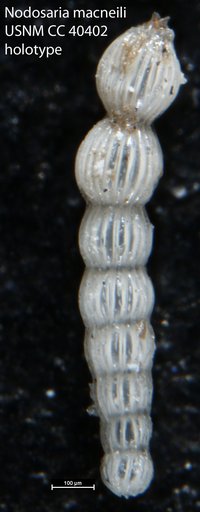 Nodosaria macneili Cushman, 1944