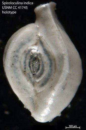 Spiroloculina indica Cushman & Todd, 1944