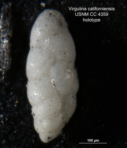 Virgulina californiensis Cushman, 1925