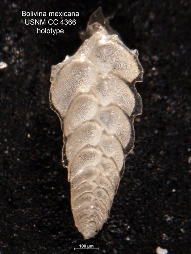 Bolivina mexicana Cushman, 1926
