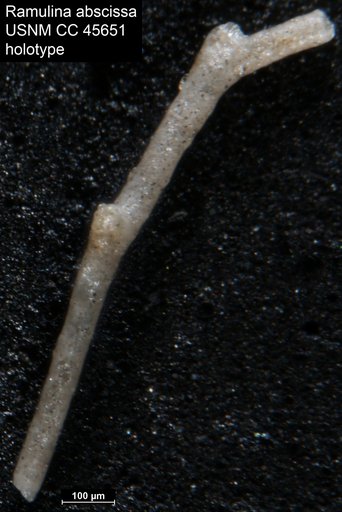Ramulina abscissa Loeblich & Tappan, 1946