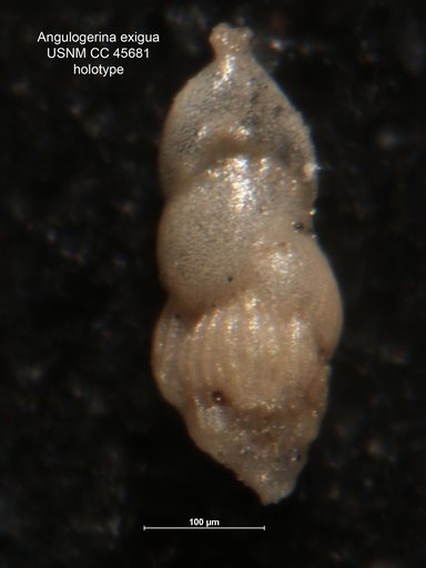 Angulogerina exigua Cushman, 1948