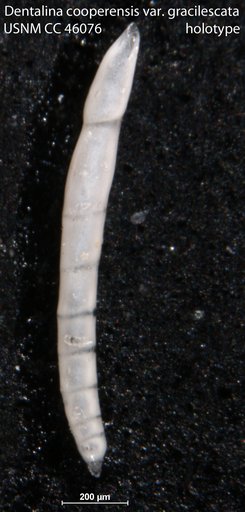 Dentalina cooperensis var. gracilescata Cushman, 1946