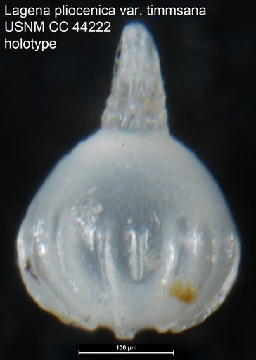 Lagena pliocenica var. timmsana Cushman & Gray, 1946