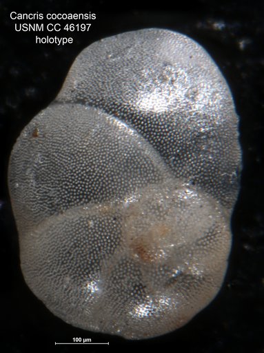 Cancris cocoaensis Cushman, 1946