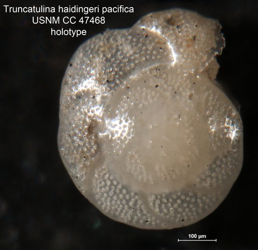 Truncatulina haidingeri var. pacifica Cushman, 1924