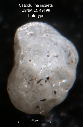 Cassidulina insueta Cushman, 1947