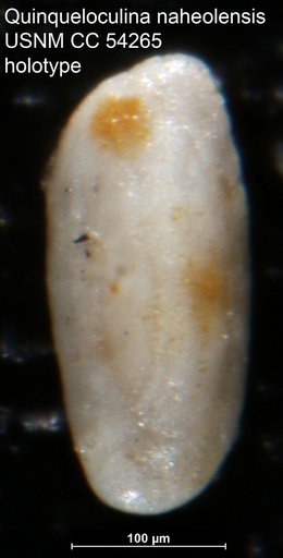 Quinqueloculina naheolensis Cushman, 1947