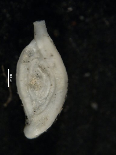 Spiroloculina communis var. convexa Said, 1949