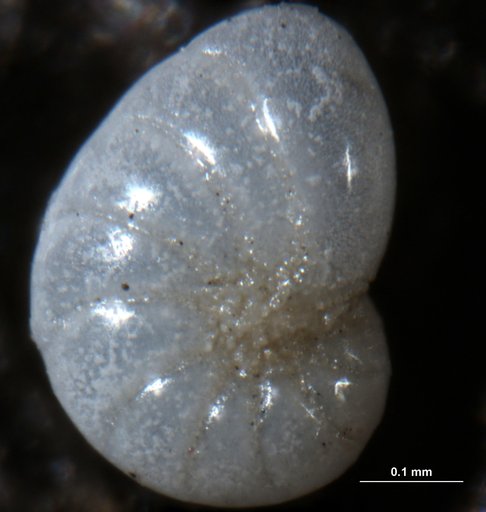 Nonionella atlantica Cushman, 1947