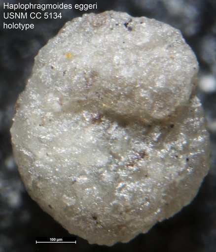 Haplophragmoides eggeri Cushman, 1926