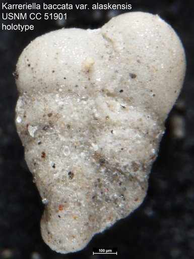 Karreriella baccata var. alaskensis Cushman & Todd, 1947