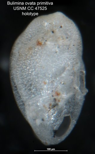 Bulimina ovata var. primitiva Todd, 1952
