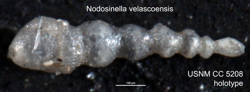Nodosinella velascoensis Cushman, 1926