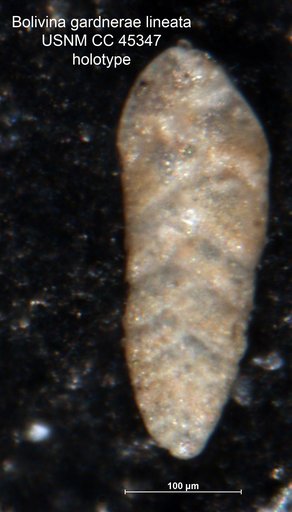 Bolivina gardnerae var. lineata Cushman & Cederstrom, 1949