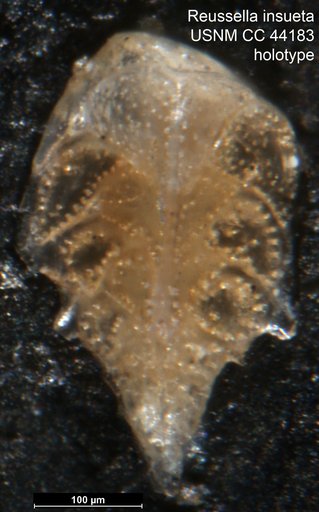 Reussella insueta Cushman, 1945