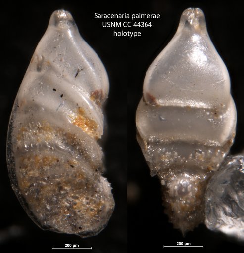 Saracenaria palmerae Cushman & Todd, 1945