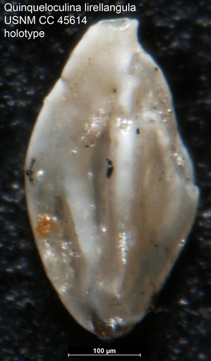 Quinqueloculina lirellangula Loeblich & Tappan, 1946