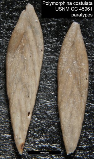 Polymorphina costulata Ten Dam, 1944
