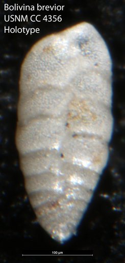 Bolivina brevior Cushman, 1925