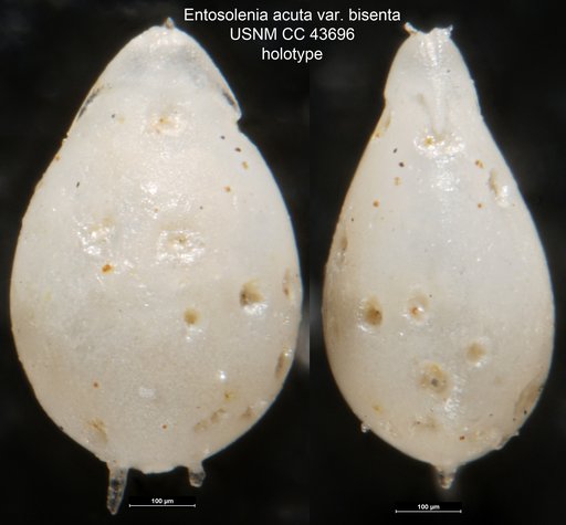 Entosolenia acuta Cushman & Stainforth, 1945