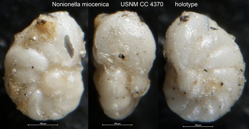 Nonionella miocenica Cushman, 1926