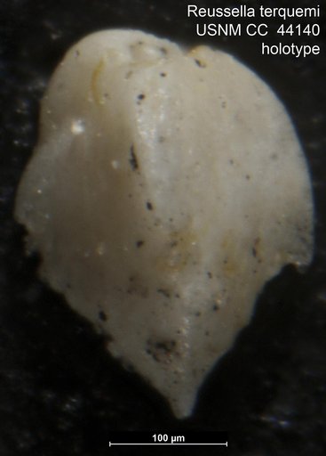 Reussella terquemi Cushman, 1945