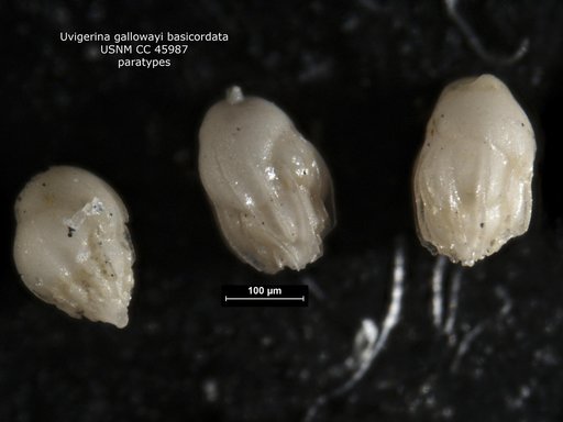Uvigerina gallowayi var. basicordata Cushman & Renz, 1941