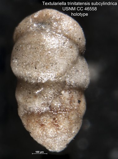 Textulariella trinitatensis var. subcylindrica Cushman & Renz, 1946